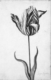 Тюльпан сорта Semper Augustus